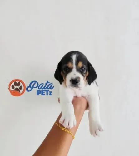 Filhote de Beagle fêmea