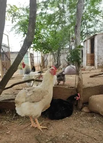 Ovos férteis de Sura