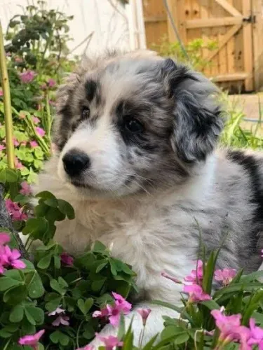 Border Collie cores exóticas 