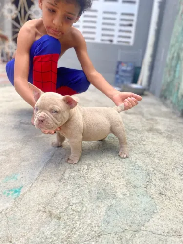 American Bully Lilac - Macho Disponível! ?