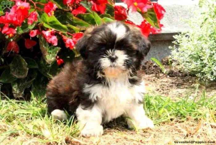?Disponível hoje! Shih Tzu carinhos@, saudável e irresistível!? ?