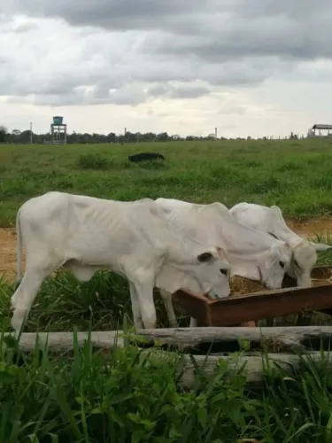 Fazenda Pronta para Produzir Agricultura e Pecuária de Resultado