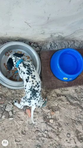 VENDA DE DÁLMATA 