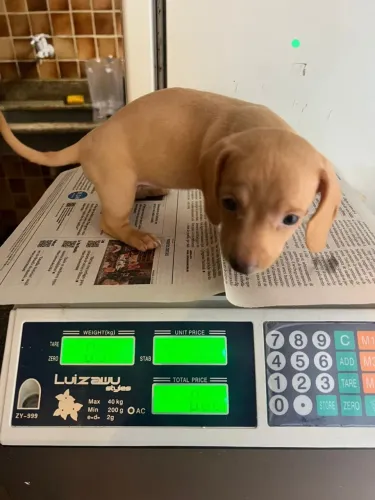 Basset / Dachshund