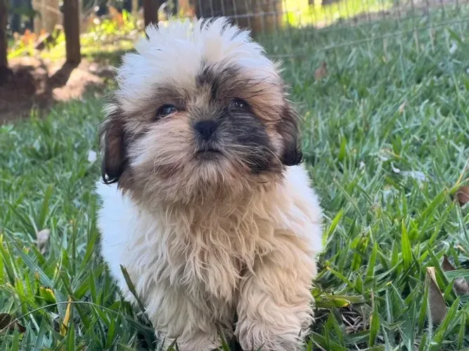 Shih Tzu Bicolor com 53 dias - Vacinas e Garantia!