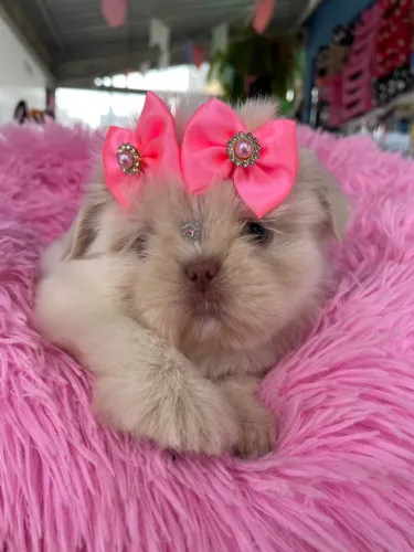 Linda fêmea mini de shih tzu cor rara $3.200,00