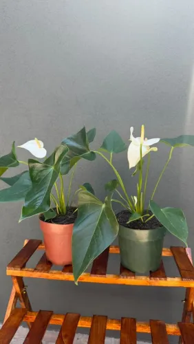 Mudas Jiboia Verde e Anturios