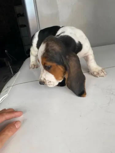Cachorros Hound com pedigree