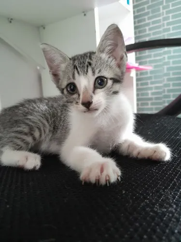 Gatinhas Fêmeas para adoção 