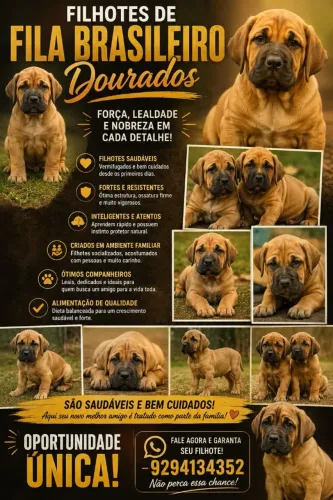 Fila brasileiro 