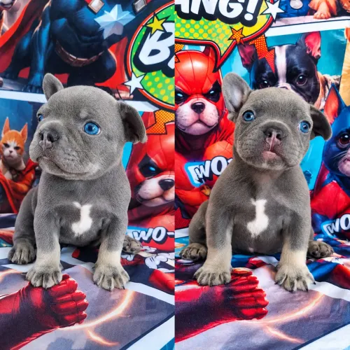Bulldog Francês perfeição ?