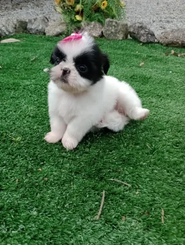 Shih Tzu Fêmea com Pedigree e vacina em 10x no cartão.