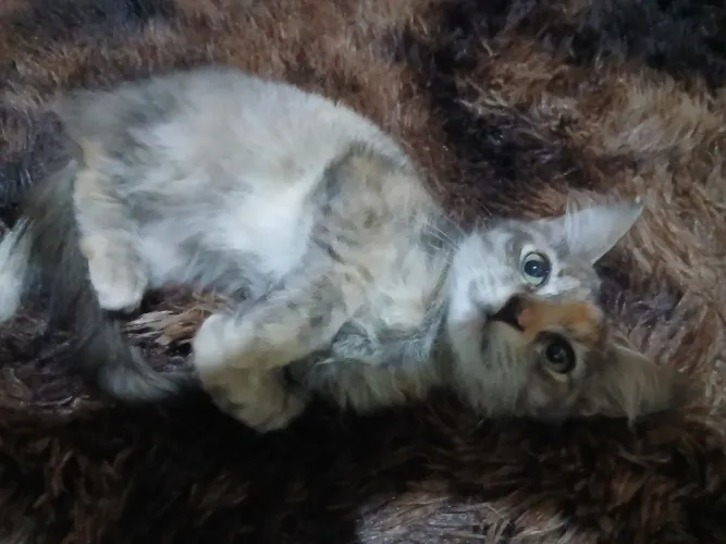 Gatinha doação