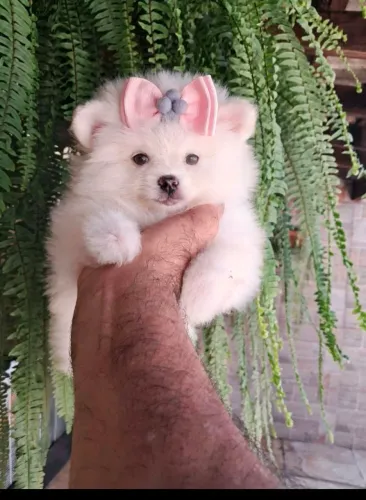 Lulu da pomerania verdadeiros ursinhos temos machinho e fêmeas