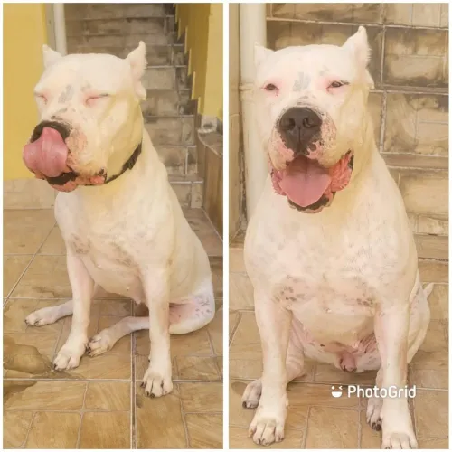 Doação responsável Dogo Argentino  femea 