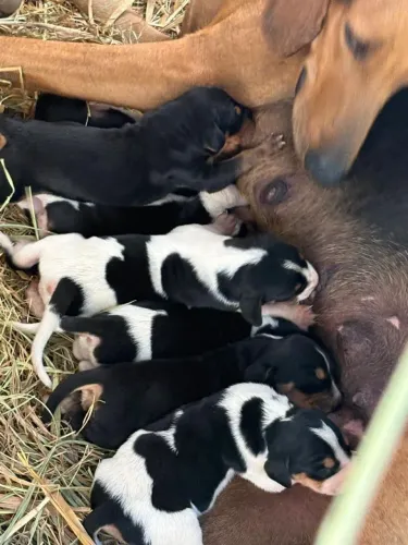 Cachorro Americano de Caça puro