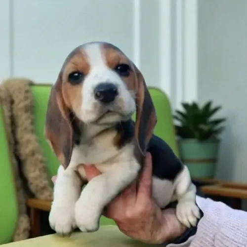 Beagle Filhotes Tricolores Minizinhos. 