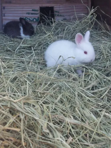 Mini Coelho