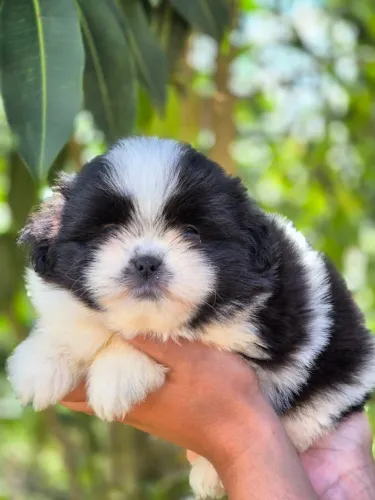 FILHOTES MESTIÇOS SHIH TZU X LULU DA POMERÂNIA - LINDOS E PRONTOS PARA UM NOVO LAR