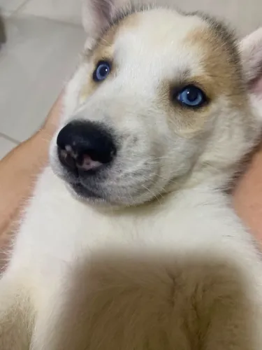 Husky Siberiano