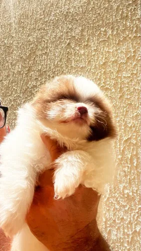 Lindos filhotes de Lulu da Pomerania 