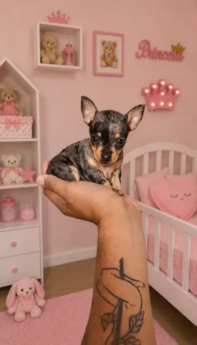 Pinscher micro zero 