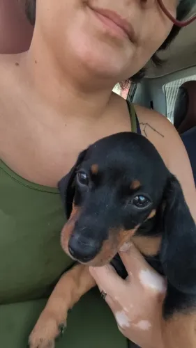 Dachshund: Um Companheiro para Muitos Anos