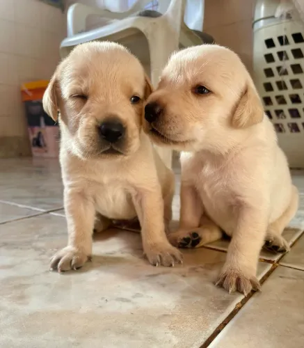 Filhotes de labrador retriever 