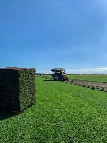 Grama esmeralda direto da produção atacado e varejo 