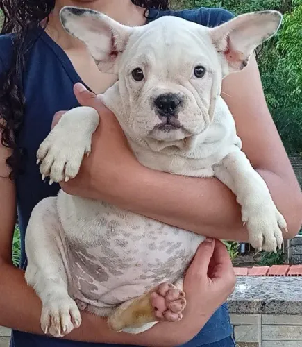 American bully 