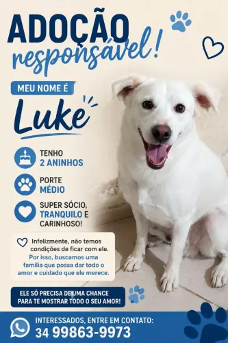 Doaçao cachorro 