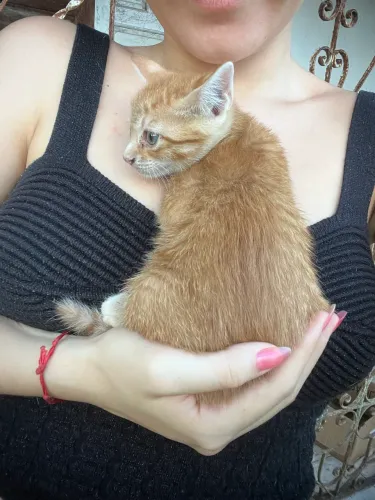 Doa-se gatinhas fêmeas 