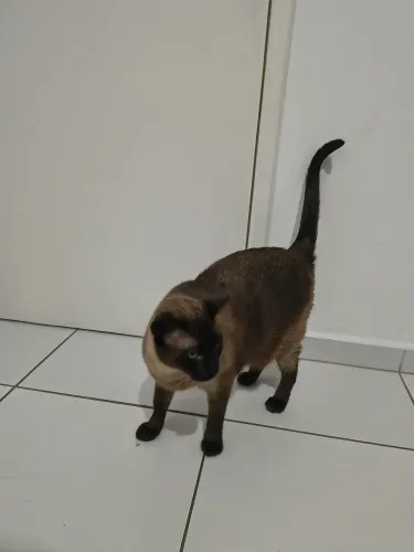 Doando gato motivo mudança 