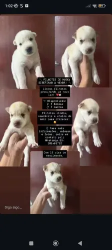 Filhote de cachorro