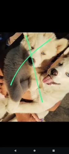 Filhote Akita