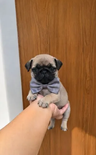 Lindo filhote de Pug macho