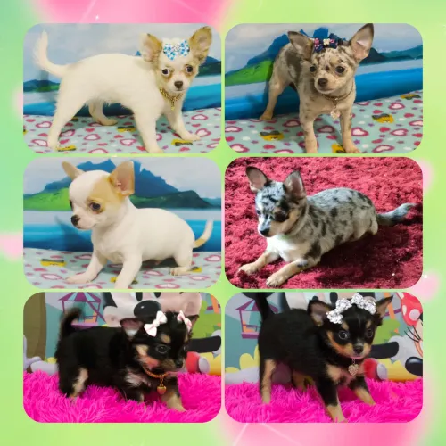 Chihuahua 