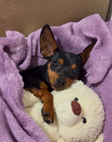 Pinscher 0 filhote! Muito amor, diversão e fofura em quatro patas.