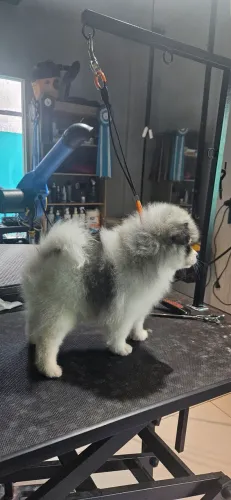 Spitz Alemão disponível