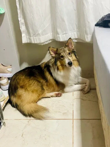 Procuro Collie macho pra cruzar com ela