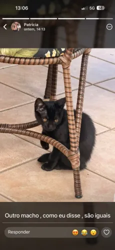 Doa-se gatinhos