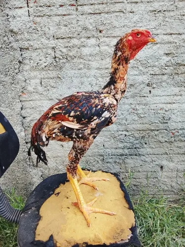 Índio gigante