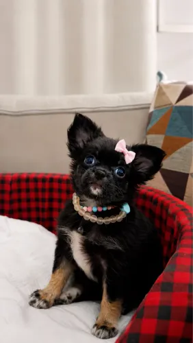 Chihuahua