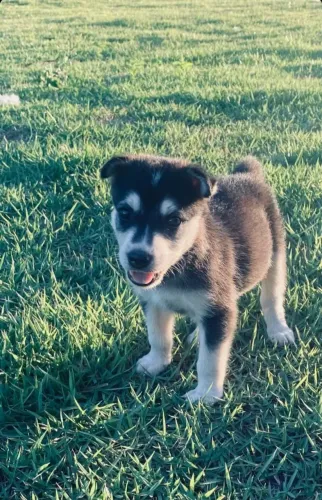 Mestiço de Husky Siberiano para adoção