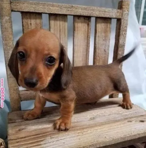 Basset Mini Dachshund Vários Filhotes Disponíveis.
