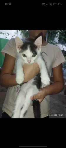 Gatos para doação