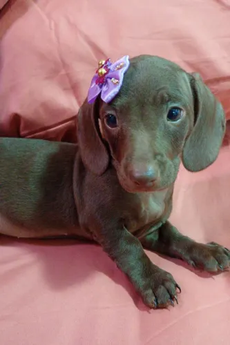 Que linda chocolate ? 