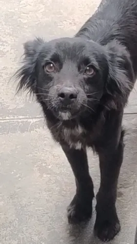 Cachorro macho