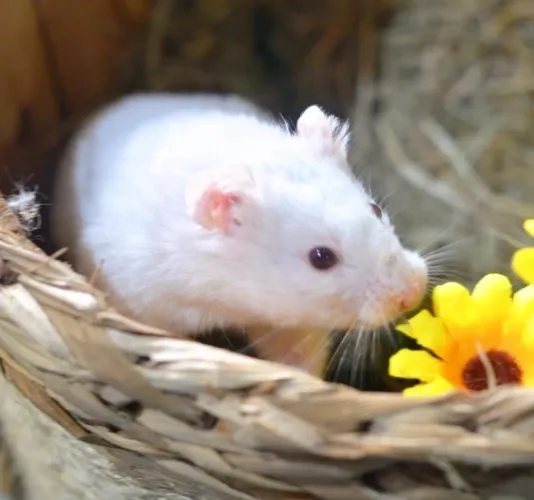 Sírio pelo longo e anão russo hamster promoção cores diversas coelho porquinho Twister
