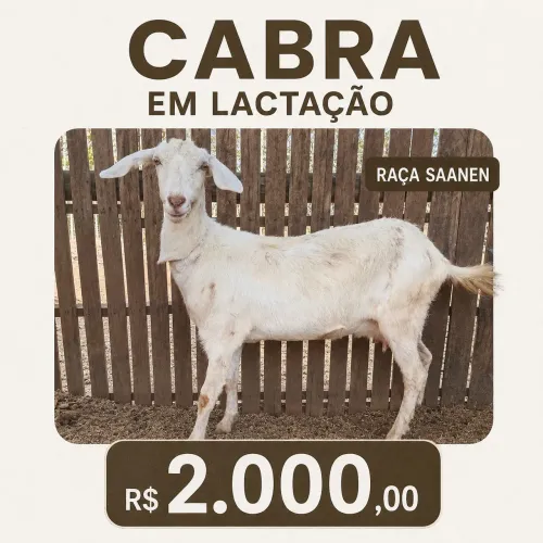 Cabras saanen e anglo Nubiano 